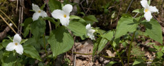 Pigeon Forge Wildflower Update