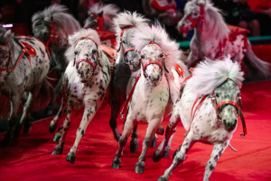 Horses at dinner theater in Pigeon Forge