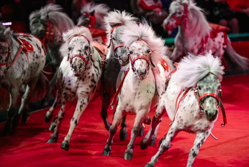 Horses at dinner theater in Pigeon Forge