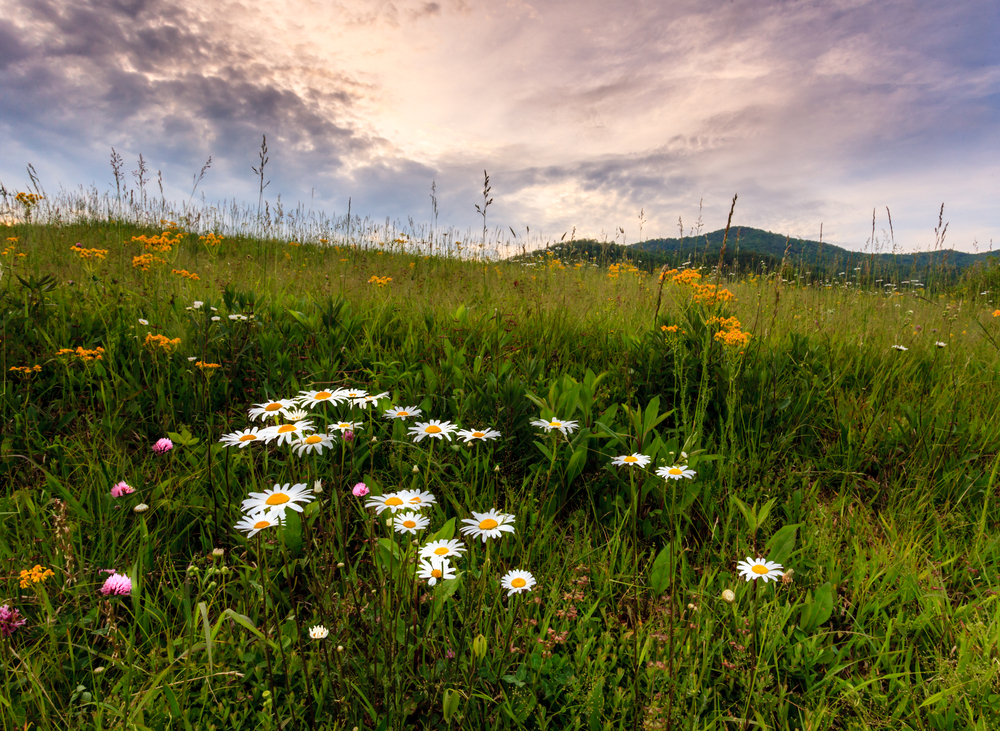 Wildflowers in Cades Cove
