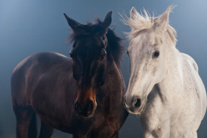 A photo of two horses in front of a gray background.